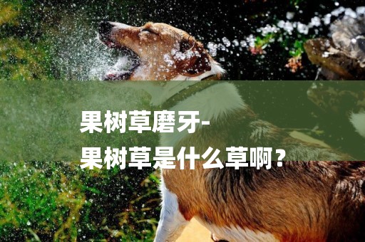 果樹草磨牙-
果樹草是什么草啊？