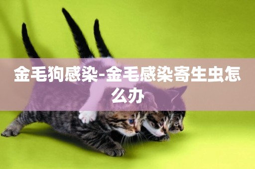 金毛狗感染-金毛感染寄生蟲怎么辦