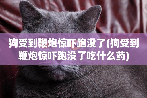 狗受到鞭炮驚嚇跑沒了(狗受到鞭炮驚嚇跑沒了吃什么藥)