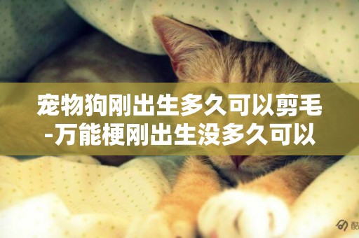 寵物狗剛出生多久可以剪毛-萬能梗剛出生沒多久可以洗澡嗎