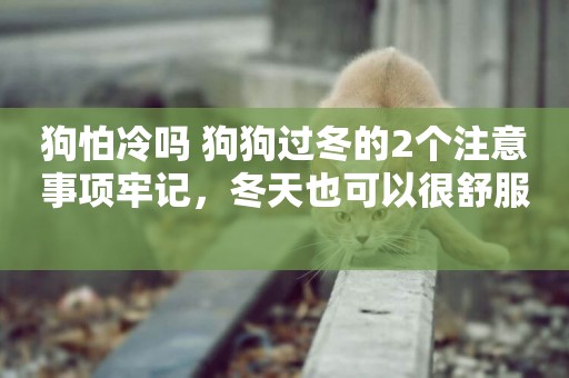 狗怕冷嗎 狗狗過冬的2個注意事項牢記，冬天也可以很舒服 
