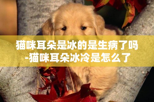 貓咪耳朵是冰的是生病了嗎-貓咪耳朵冰冷是怎么了