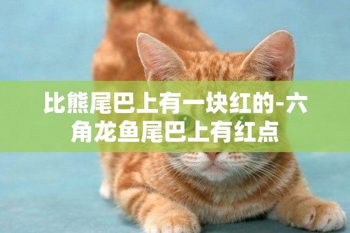 比熊尾巴上有一塊紅的-六角龍魚尾巴上有紅點