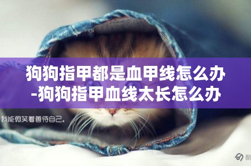 狗狗指甲都是血甲線怎么辦-狗狗指甲血線太長怎么辦
