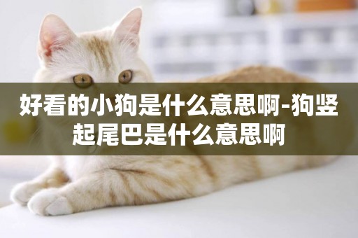好看的小狗是什么意思啊-狗豎起尾巴是什么意思啊