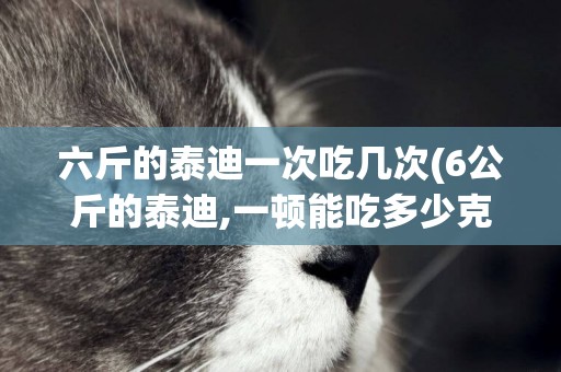 六斤的泰迪一次吃幾次(6公斤的泰迪,一頓能吃多少克食物)