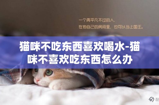 貓咪不吃東西喜歡喝水-貓咪不喜歡吃東西怎么辦