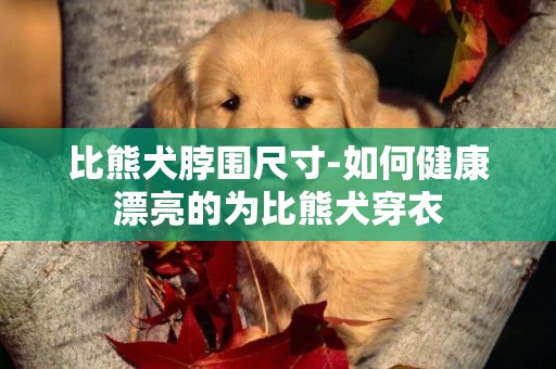 比熊犬脖圍尺寸-如何健康漂亮的為比熊犬穿衣