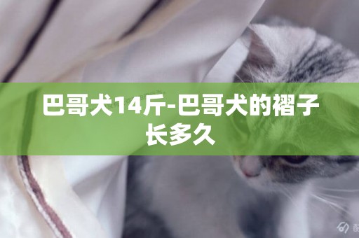 巴哥犬14斤-巴哥犬的褶子長多久