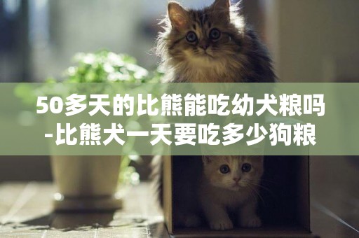 50多天的比熊能吃幼犬糧嗎-比熊犬一天要吃多少狗糧