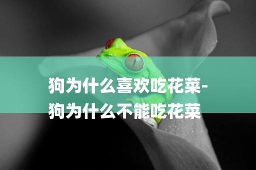 狗為什么喜歡吃花菜-
狗為什么不能吃花菜