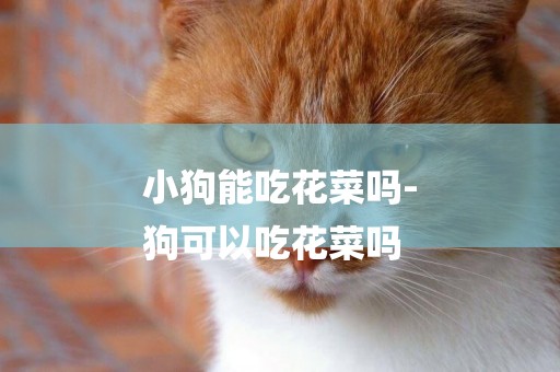 小狗能吃花菜嗎-
狗可以吃花菜嗎
