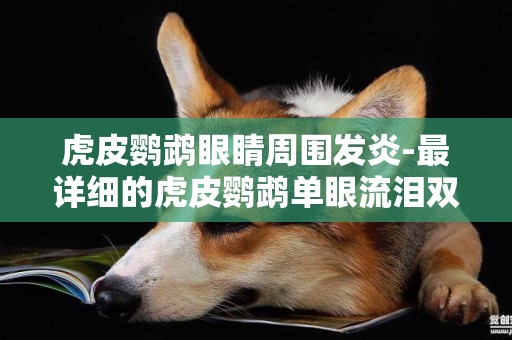 虎皮鸚鵡眼睛周圍發炎-最詳細的虎皮鸚鵡單眼流淚雙眼浮腫及治療辦法