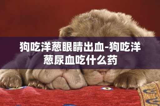 狗吃洋蔥眼睛出血-狗吃洋蔥尿血吃什么藥
