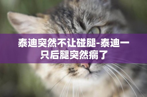 泰迪突然不讓碰腿-泰迪一只后腿突然瘸了