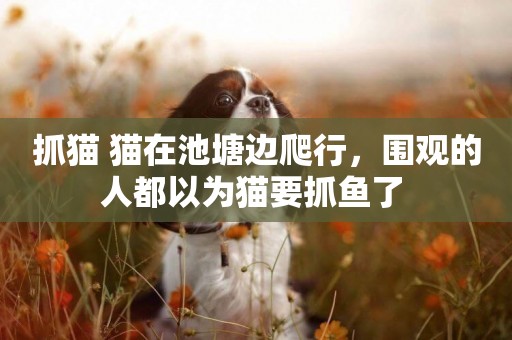 抓貓 貓在池塘邊爬行，圍觀的人都以為貓要抓魚了 