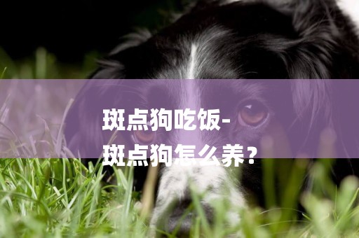 斑點狗吃飯-
斑點狗怎么養？