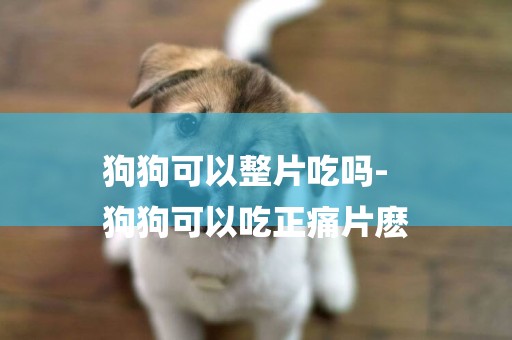 狗狗可以整片吃嗎-
狗狗可以吃正痛片麼