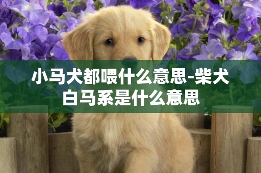 小馬犬都喂什么意思-柴犬白馬系是什么意思