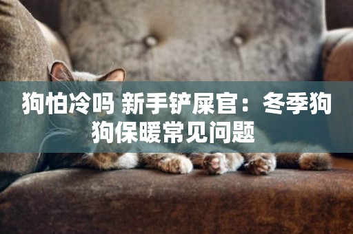狗怕冷嗎 新手鏟屎官：冬季狗狗保暖常見問題 