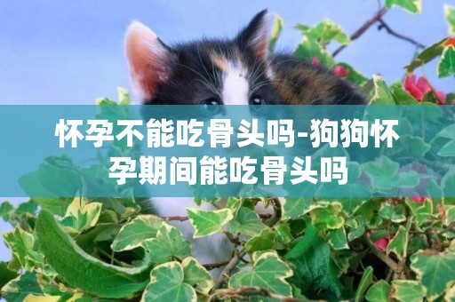 懷孕不能吃骨頭嗎-狗狗懷孕期間能吃骨頭嗎
