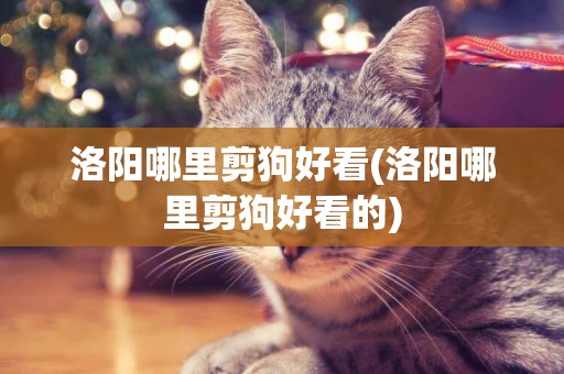 洛陽哪里剪狗好看(洛陽哪里剪狗好看的)