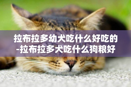 拉布拉多幼犬吃什么好吃的-拉布拉多犬吃什么狗糧好