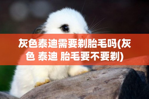 灰色泰迪需要剃胎毛嗎(灰色 泰迪 胎毛要不要剃)