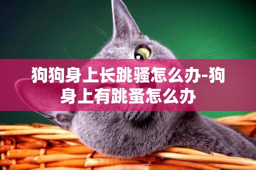 狗狗身上長跳騷怎么辦-狗身上有跳蚤怎么辦