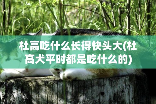 杜高吃什么長得快頭大(杜高犬平時都是吃什么的)