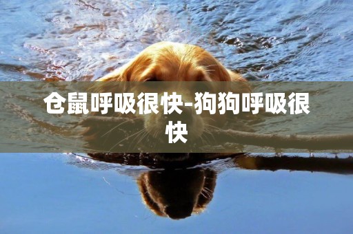 倉鼠呼吸很快-狗狗呼吸很快