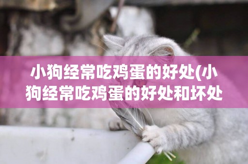 小狗經常吃雞蛋的好處(小狗經常吃雞蛋的好處和壞處)