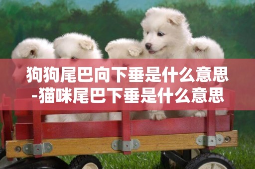 狗狗尾巴向下垂是什么意思-貓咪尾巴下垂是什么意思