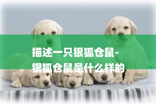 描述一只銀狐倉鼠-
銀狐倉鼠是什么樣的
