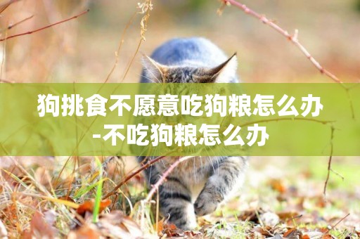 狗挑食不愿意吃狗糧怎么辦-不吃狗糧怎么辦