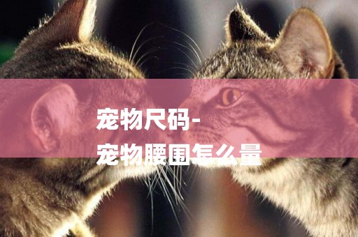 寵物尺碼-
寵物腰圍怎么量