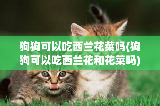 狗狗可以吃西蘭花菜嗎(狗狗可以吃西蘭花和花菜嗎)