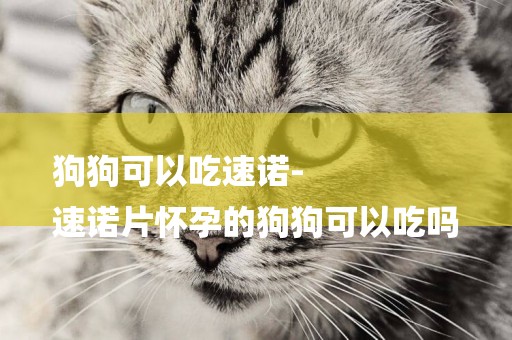 狗狗可以吃速諾-
速諾片懷孕的狗狗可以吃嗎