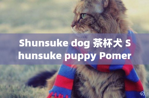 Shunsuke dog 茶杯犬 Shunsuke puppy Pomeranian for sale teachup Shunsuke dog dog, purebred Shunsuke dog 
