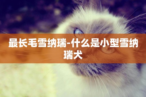最長毛雪納瑞-什么是小型雪納瑞犬