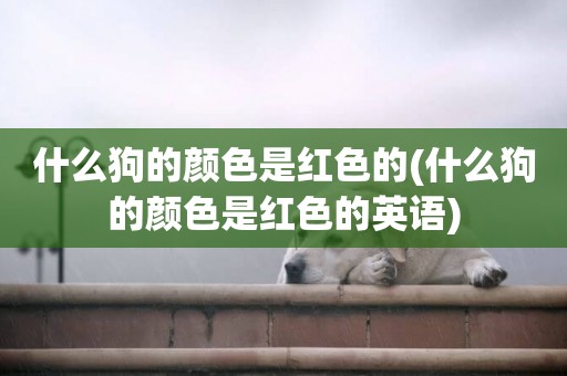 什么狗的顏色是紅色的(什么狗的顏色是紅色的英語)