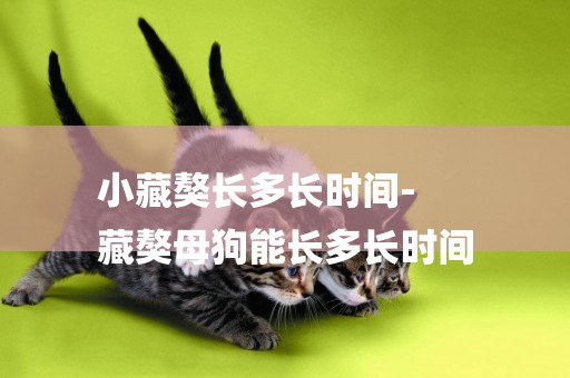 小藏獒長多長時間-
藏獒母狗能長多長時間