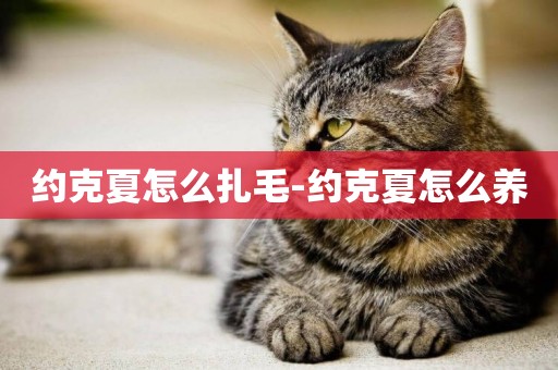 約克夏怎么扎毛-約克夏怎么養