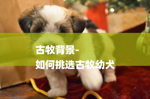 古牧背景-
如何挑選古牧幼犬