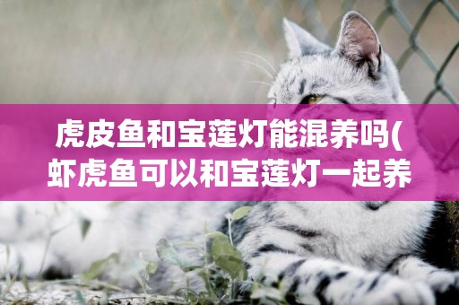 虎皮魚和寶蓮燈能混養嗎(蝦虎魚可以和寶蓮燈一起養不?)