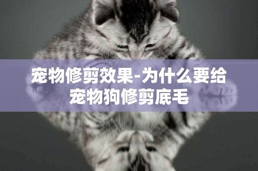 寵物修剪效果-為什么要給寵物狗修剪底毛