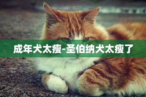 成年犬太瘦-圣伯納犬太瘦了