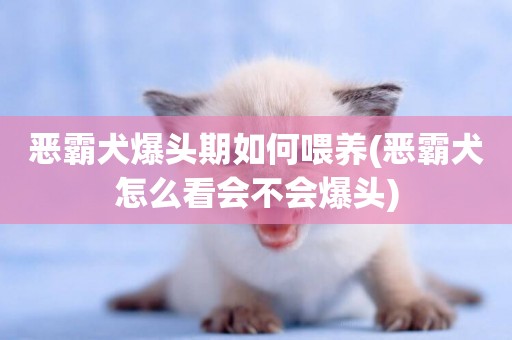 惡霸犬爆頭期如何喂養(惡霸犬怎么看會不會爆頭)