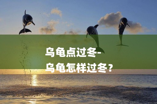 烏龜點過冬-
烏龜怎樣過冬？