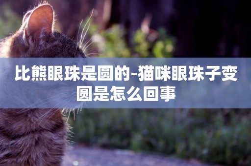 比熊眼珠是圓的-貓咪眼珠子變圓是怎么回事